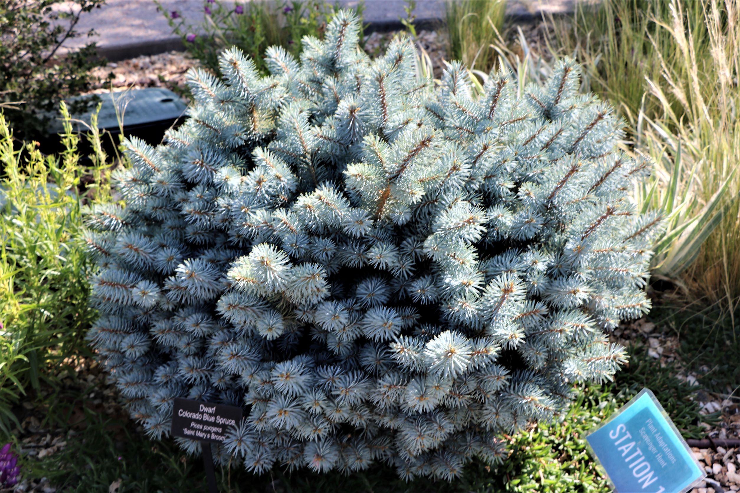 St. Mary's Blue Spruce